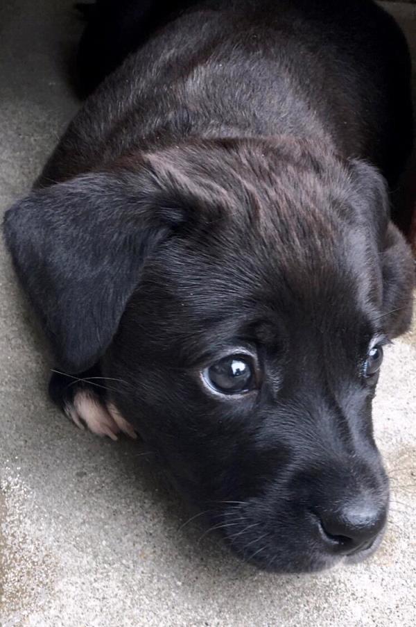 /Images/uploads/MidAmerica Rottweiler Rescue/adoptarottphotocontest/entries/10072thumb.jpg